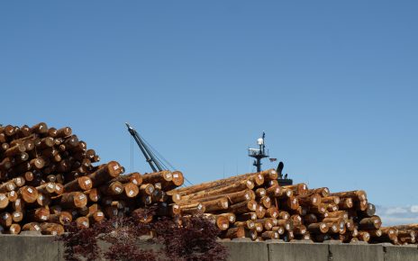 Shipload of Pine Logs