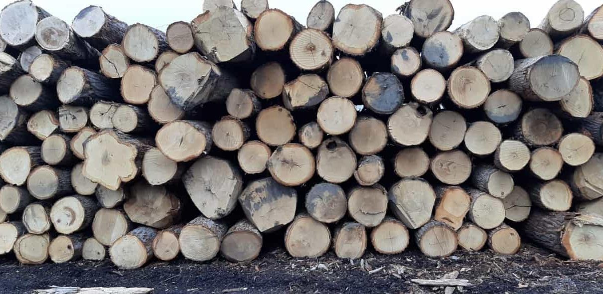 Newzealand Pine Logs