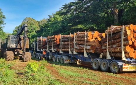 African Mahogany Logs Exports