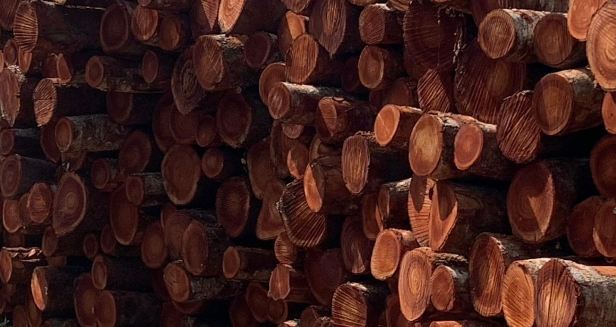 African Mahogany Logs Exports